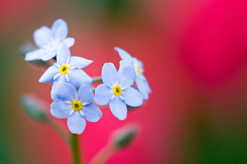 无人,横图,俯视,室外,特写,白天,旅游,度假,美景,勿忘我,五朵,阴影,朦胧,模糊,盛开,光线,影子,景观,茎,花蕾,娱乐,花,花瓣,花朵,鲜花,阳光,自然,花苞,花蕊,享受,休闲,景色,放松,自然风光,星辰花,勿忘草,斯太菊,矶松,彩图,高角度拍摄