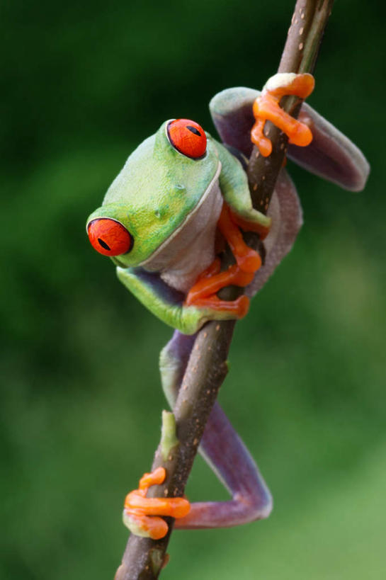 脸,头,脸颊,无人,竖图,室外,特写,白天,正面,植物,野生动物,朦胧,模糊,红眼树蛙,树蛙,枝条,注视,树,树木,树枝,一只,红色,绿色,动物,观察,看,趴着,可爱,活泼,观看,五颜六色,察看,关注,五彩缤纷,虬枝,枝杈,头部,脸部,脸蛋,面部,趴,彩图,全身