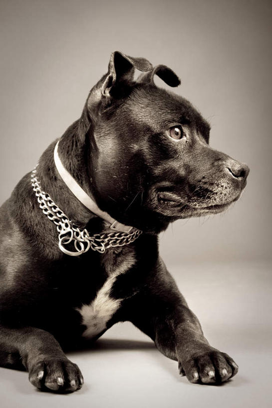 耳朵,无人,竖图,室内,特写,白天,侧面,神秘,宠物,狗,阴影,反射,影子,梗犬,爪子,注视,苏格兰梗,亚伯丁梗,一只,黑色,动物,观察,看,趴着,可爱,观看,严肃,察看,庄重,关注,含蓄,忠诚,沉静,中间色,耳,耳部,项圈,犬,趴,半身,彩图