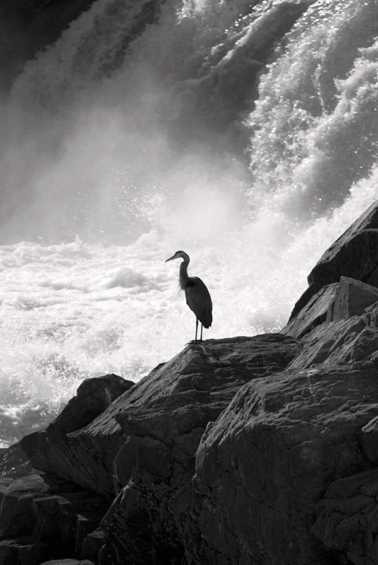 无人,站,竖图,黑白,室外,白天,石头,美景,瀑布,水,白鹭,鸟,美国,阴影,飞溅,锐利,溅,光线,鸟类,石子,液体,影子,景观,水滴,水珠,背面,阳光,自然,站着,景色,锋利,尖锐,北美,北美洲,喷洒,自然风光,美洲,尖利,喙,弗吉尼亚,弗吉尼亚州,北亚美利加洲,亚美利加洲,维吉尼亚,老自治领州,犀利,厉害,白鹭鸶,雪客,跌水,石块,鹭鸶,站立,全身