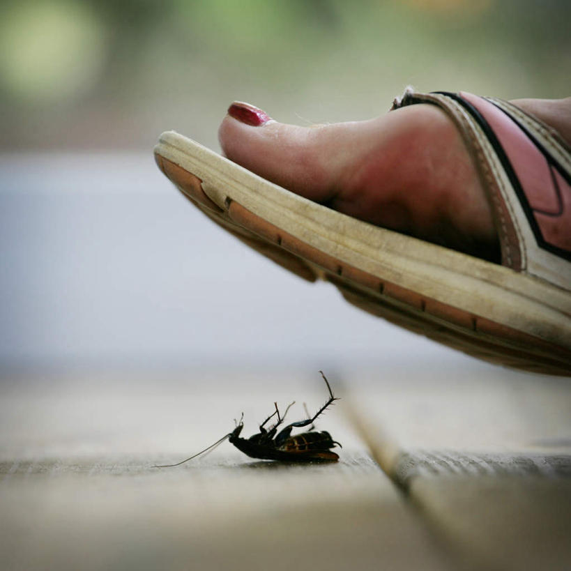 西方人,腿部,脚,脚趾,脚趾甲,腿,一个人,方图,室外,特写,白天,侧面,凉鞋,蟑螂,鞋子,欧洲,欧洲人,仅一个男性,仅一个人,朦胧,模糊,细菌,昆虫,仅一个年轻男性,一只,动物,死亡,病菌,害虫,传染,四害,小强,殒命,灭亡,男人,男性,年轻男性,白种人,脚指甲,蜚蠊,半身,彩图,夹趾拖鞋,人字拖,人字拖鞋