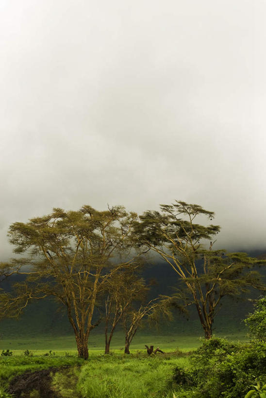 无人,竖图,室外,白天,正面,旅游,度假,草地,草坪,美景,植物,非洲,坦桑尼亚,阴影,光线,影子,景观,娱乐,草,树,树木,绿色,天空,阳光,自然,天,享受,休闲,景色,放松,生长,成长,自然风光,东非,坦桑尼亚联合共和国,彩图