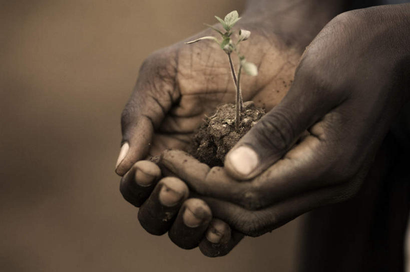 西方人,手,一个人,捧,横图,俯视,室外,特写,白天,植物,欧洲,非洲,黑人,欧洲人,仅一个男性,仅一个人,仅一个中年男性,一双,握,阴影,生气,朦胧,模糊,反射,影子,种子,拿,嫩苗,拿着,绿色,自然,手部,活力,握着,朝气,生长,成长,生机,希望,男人,男性,中年男性,非洲人,端,端着,捧着,手捧,半身,彩图,高角度拍摄