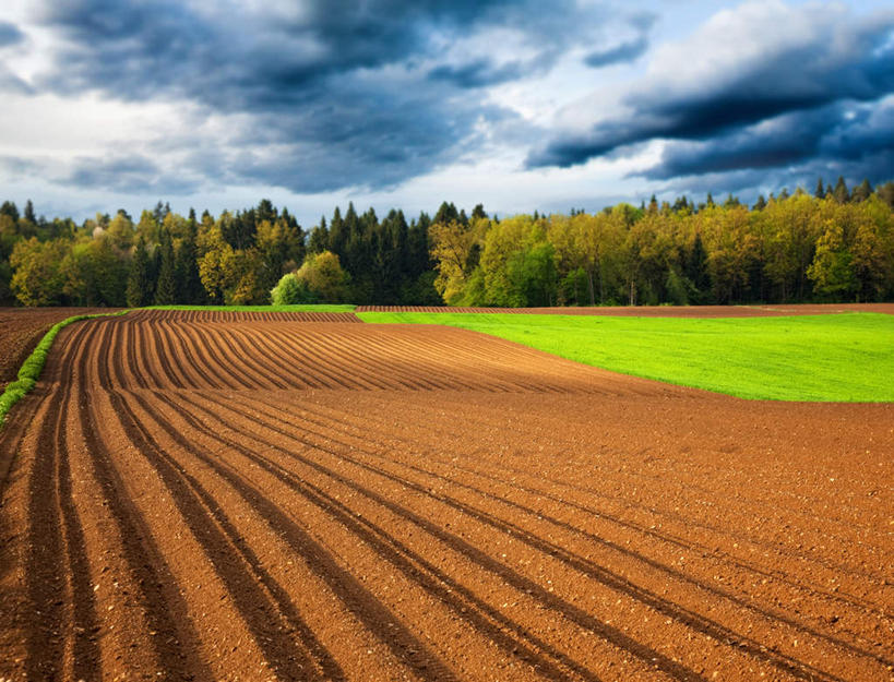 无人,农田,横图,室外,白天,正面,旅游,度假,庄稼,农作物,草地,草坪,美景,树林,植物,一排,阴影,整齐,光线,影子,景观,云,云朵,云彩,娱乐,耕种,草,树,树木,排列,蓝色,绿色,白云,蓝天,天空,阳光,自然,天,享受,休闲,景色,放松,生长,晴朗,成长,耕作,队列,自然风光,晴空,彩图,耕地,庄稼田