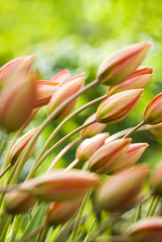 无人,竖图,室外,特写,白天,正面,爱情,幸福,花海,花圃,植物,郁金香,叶子,模糊,盛开,辉煌,祝福,花蕾,花,花瓣,花朵,花卉,鲜花,绿色,自然,花丛,花束,花田,花苞,花蕊,温暖,橙色,活泼,生长,成长,华丽,暖色,表白,荣誉,温情,永恒,炽热,响亮,跃动,含糊,恍惚,模胡,依稀,隐约,甜蜜,郁香,洋荷花,草麝香,彩图,愉快