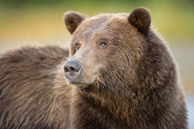 脸,头,脸颊,无人,站,横图,室外,特写,白天,正面,野生动物,熊,注视,一只,动物,观察,看,站着,观看,察看,关注,凶猛,残暴,凶残,头部,脸部,脸蛋,面部,棕熊,马熊,站立,半身,彩图