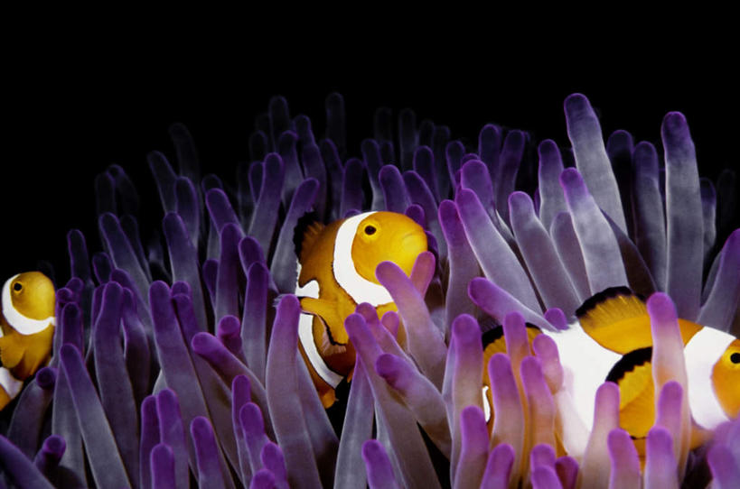 游泳,无人,横图,室外,白天,正面,旅游,度假,海底,水下,美景,三只,鱼,珊瑚,景观,水底,娱乐,小丑鱼,珊瑚礁,鱼类,自然,享受,休闲,景色,放松,海底世界,自然风光,海葵鱼,海底礁,泅水,三带双锯鱼,双锯鱼,拍浮,海床,礁,岩石,彩图,全身