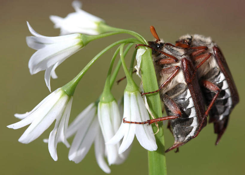 无人,站,横图,室外,白天,侧面,蔬菜,洋葱,朦胧,模糊,新鲜,盛开,金龟子,昆虫,食品,花蕾,注视,花,花瓣,花朵,鲜花,食物,动物,花苞,花蕊,观察,看,站着,两只,有机食品,绿色食品,观看,察看,关注,害虫,圆葱,洋葱头,球葱,站立,彩图,全身