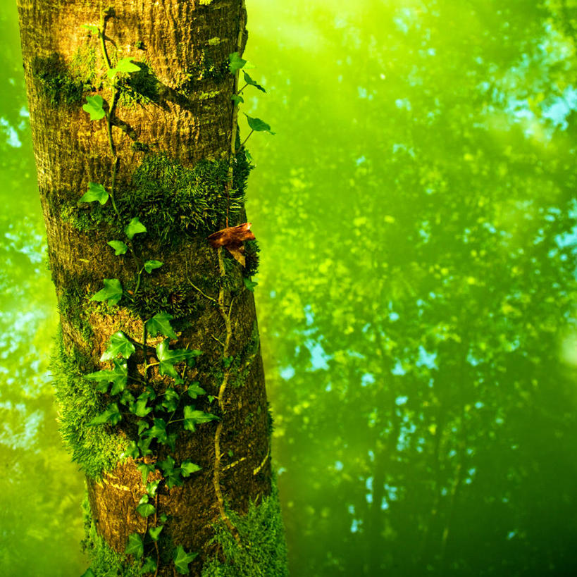 无人,方图,俯视,室外,白天,旅游,度假,湖,湖泊,美景,水,植物,叶子,波纹,生气,湖面,景观,水流,水面,水中,绿叶,树桩,涟漪,娱乐,草,树,树干,绿色,倒影,水纹,自然,波浪,湖水,享受,休闲,嫩叶,木桩,景色,放松,活力,朝气,生长,成长,生机,希望,倒映,自然风光,水晕,反照,叶,叶片,彩图,高角度拍摄