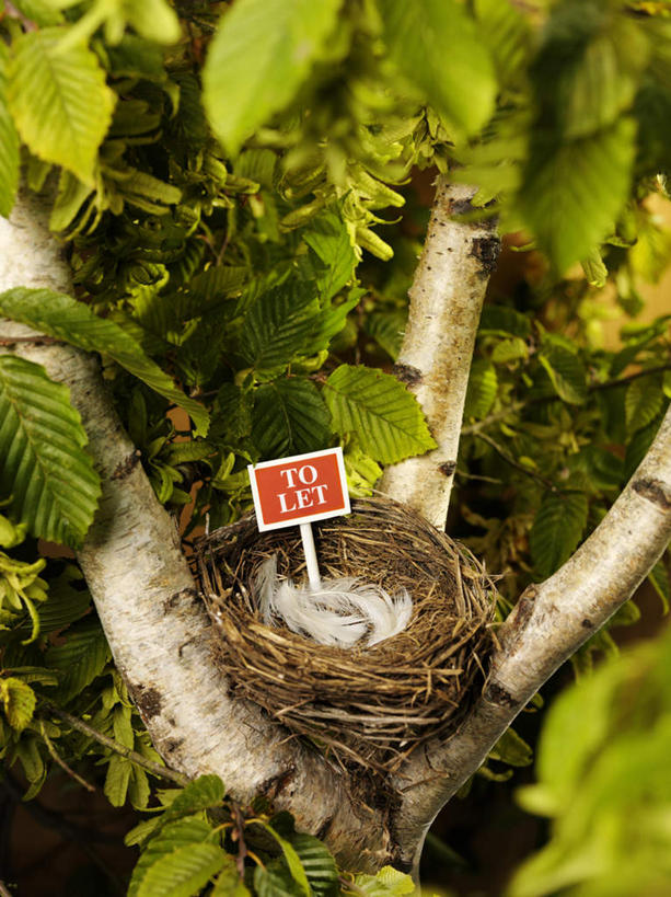 无人,竖图,俯视,室外,特写,白天,植物,叶子,羽毛,阴影,朦胧,模糊,轻盈,柔软,光线,英文,标志,鸟窝,文字,影子,字符,字母,绿叶,枝条,标识,树,树木,树枝,红色,白色,阳光,嫩叶,英文字母,轻柔,虬枝,枝杈,叶,叶片,彩图,高角度拍摄