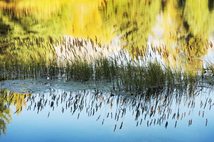 无人,横图,俯视,室外,白天,旅游,度假,美景,植物,巴西,阴影,朦胧,模糊,光线,影子,池塘,景观,水池,水草,娱乐,绿色,阳光,自然,享受,休闲,景色,南美,放松,湿地,生长,成长,南美洲,拉丁美洲,自然风光,美洲,巴西联邦共和国,亚美利加洲,南亚美利加洲,潘塔纳尔湿地,马托格罗索州,彩图,高角度拍摄