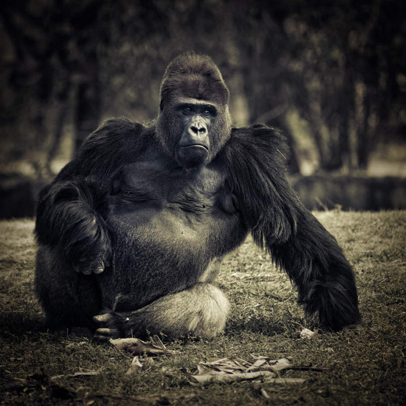 无人,坐,方图,室外,白天,正面,旅游,度假,草地,草坪,美景,树林,植物,哺乳动物,野生动物,猩猩,撑,阴影,朦胧,模糊,光线,影子,景观,注视,娱乐,草,树,树木,一只,绿色,阳光,自然,动物,观察,看,享受,休闲,景色,放松,生长,成长,观看,察看,撑着,关注,自然风光,大猩猩,金刚猩猩,山地大猩猩,银背大猩猩,高山大猩猩,坐着,彩图,全身