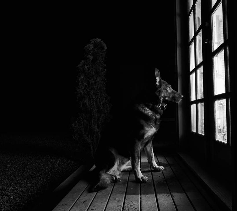 无人,坐,横图,黑白,室内,白天,侧面,窗户,地板,宠物,狗,阴影,朦胧,模糊,光线,影子,地面,注视,木地板,玻璃窗,一只,阳光,动物,观察,看,可爱,牧羊犬,观看,察看,德国牧羊犬,关注,忠诚,德国狼犬,黑背,犬,坐着,全身