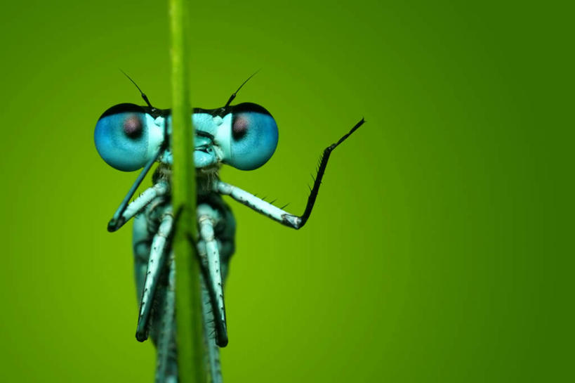 无人,横图,室内,特写,白天,正面,草地,草坪,植物,蓝色背景,昆虫,注视,草,一只,绿色,动物,观察,看,趴着,摄影,影棚,观看,察看,关注,益虫,豆娘,蜻蛉,趴,半身,彩图,影棚拍摄,拍摄