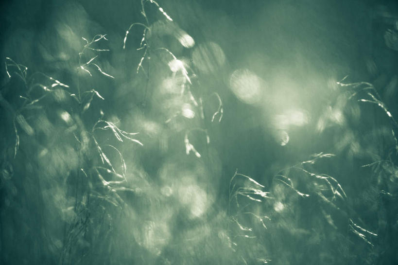 无人,横图,室外,白天,正面,旅游,度假,草原,美景,风,阴影,朦胧,模糊,漂浮,盛开,干燥,飘扬,光线,影子,景观,飘落,花蕾,娱乐,花,花瓣,花朵,鲜花,绿色,阳光,自然,花苞,花蕊,享受,休闲,景色,放松,下沉,死亡,枯燥,自然风光,降落,吹拂,殒命,灭亡,飘零,彩图