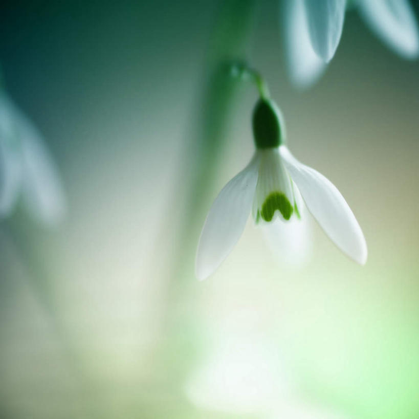 无人,方图,室内,特写,白天,正面,旅游,度假,美景,阴影,朦胧,模糊,盛开,光线,影子,景观,茎,花蕾,娱乐,花,花瓣,花朵,鲜花,白色,阳光,自然,花苞,花蕊,享受,休闲,景色,放松,新生,自然风光,雪花莲,雪片莲,生日花,彩图