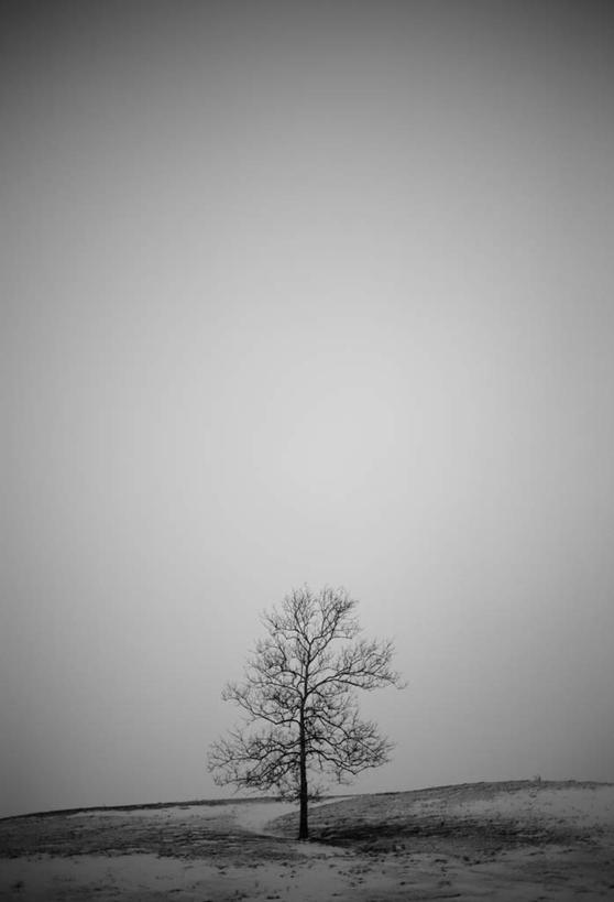 无人,竖图,室外,白天,正面,旅游,度假,美景,沙漠,植物,雾,枯萎,朦胧,模糊,景观,枯草,娱乐,草,树,树木,黄色,蓝色,绿色,蓝天,天空,自然,天,享受,休闲,景色,放松,生长,晴朗,成长,死亡,迷雾,自然风光,万里无云,枯败,没落,衰败,大漠,砂漠,大雾,晴空,晴空万里,彩图