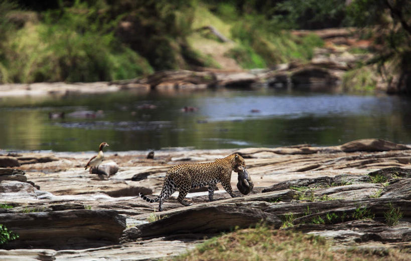 无人,横图,室外,白天,正面,草地,草坪,河流,石头,水,植物,豹子,鸟,野生动物,非洲,肯尼亚,一头,朦胧,模糊,鸟类,鸭,鸭子,捕食,石子,河水,水流,家禽,草,一只,绿色,小溪,动物,溪水,牲畜,金钱豹,凶猛,绿头鸭,阿非利加洲,文豹,大红腿鸭,大绿头,大麻鸭,对鸭,肯尼亚共和国,残暴,凶残,石块,岩石,花豹,官鸭,豹,彩图,全身