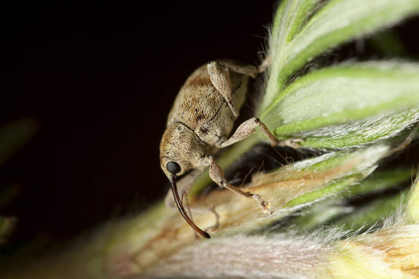 无人,站,横图,室内,特写,白天,留白,侧面,叶子,黑色背景,朦胧,模糊,昆虫,绿叶,注视,一只,动物,观察,看,站着,嫩叶,摄影,影棚,观看,察看,关注,象鼻虫,害虫,叶,叶片,站立,彩图,全身,影棚拍摄,拍摄