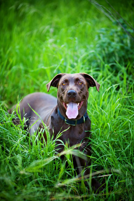 无人,竖图,室外,白天,正面,草地,草坪,植物,宠物,狗,褐色,拉布拉多,注视,拉布拉多猎犬,草,绿色,动物,观察,看,伸,可爱,观看,屈,察看,关注,拉布拉多犬,忠诚,犬,彩图