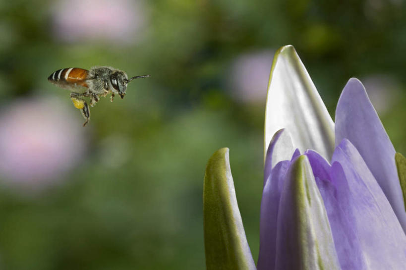蜂蜜,无人,横图,室外,特写,白天,正面,旅游,度假,美景,睡莲,蜜蜂,昆虫,景观,娱乐,飞,一只,绿色,紫色,自然,动物,享受,休闲,景色,放松,自然风光,采蜜,益虫,纯真,妖艳,水芹花,抒情,洁净,水洋花,子午莲,彩图