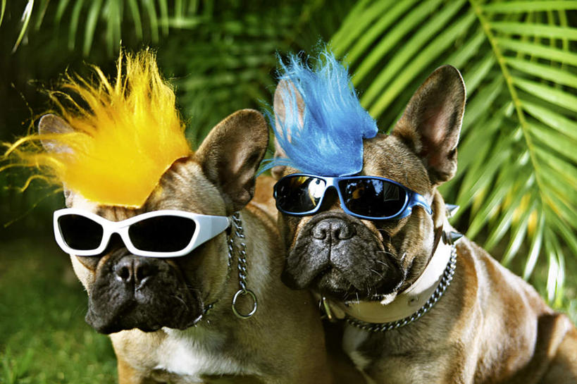 无人,横图,室外,白天,正面,时尚,宠物,狗,叶子,阴影,装饰,光线,斗牛犬,影子,绿叶,漂亮,阳光,动物,两只,嫩叶,可爱,华丽,修饰,点缀,时髦,牛头犬,忠诚,英国斗牛犬,衬托,美观,雅致,雅观,斗牛狗,老虎狗,英国老虎犬,时兴,莫西干,发型,叶,叶片,犬,半身,彩图