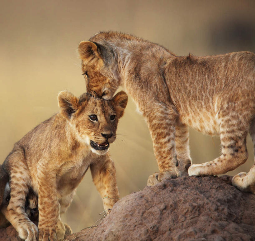 无人,吻,横图,室外,白天,正面,旅游,度假,石头,美景,哺乳动物,野生动物,狮子,两头,朦胧,模糊,石子,景观,注视,娱乐,自然,动物,观察,看,享受,休闲,景色,放松,幼崽,观看,察看,关注,自然风光,凶猛,残暴,凶残,石块,岩石,亲,亲吻,半身,彩图