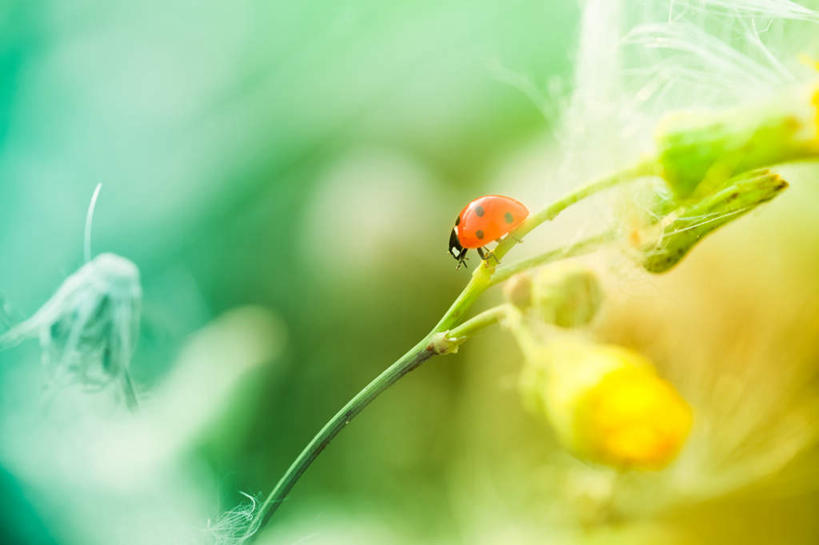 无人,横图,室外,白天,正面,旅游,度假,美景,植物,阴影,生气,朦胧,模糊,盛开,光线,昆虫,影子,景观,茎,甲壳虫,花蕾,娱乐,花,花瓣,花朵,鲜花,一只,爬行,黄色,绿色,阳光,自然,动物,春季,春天,花苞,花蕊,享受,休闲,爬,景色,放松,活力,朝气,生长,成长,生机,希望,自然风光,甲虫,益虫,春日,半身,彩图