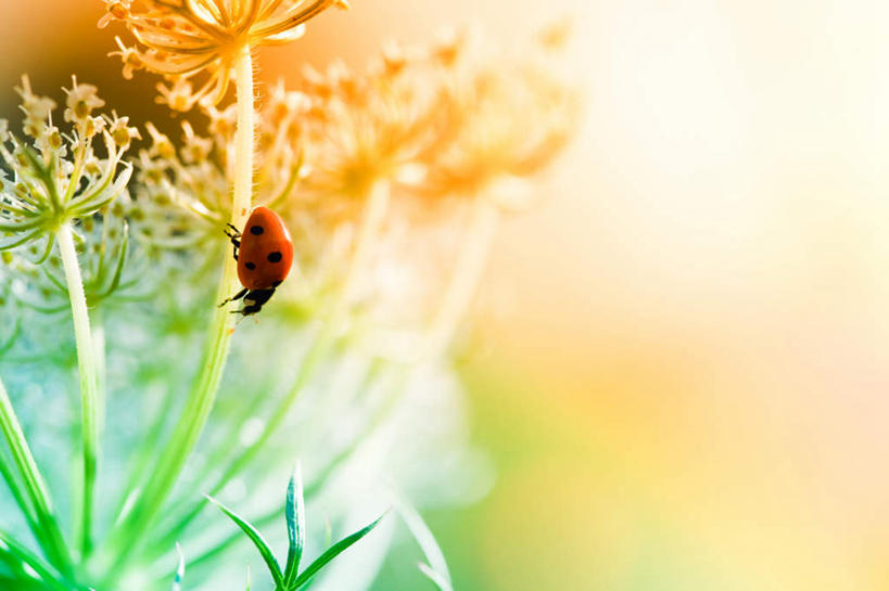 无人,横图,室外,白天,正面,旅游,度假,美景,植物,阴影,生气,朦胧,模糊,盛开,光线,昆虫,影子,景观,茎,甲壳虫,花蕾,娱乐,花,花瓣,花朵,鲜花,一只,爬行,黄色,绿色,阳光,自然,动物,春季,春天,花苞,花蕊,享受,休闲,爬,景色,放松,活力,朝气,生长,成长,生机,希望,自然风光,甲虫,益虫,春日,半身,彩图