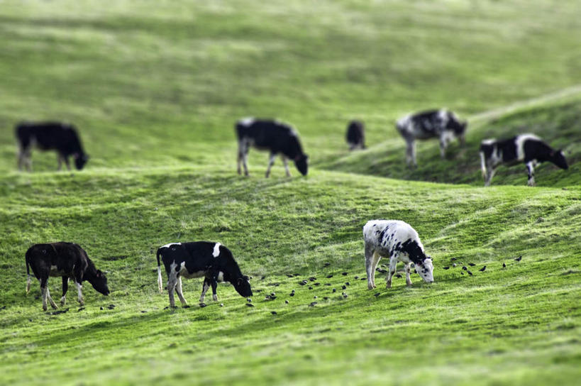 无人,农场,站,吃,横图,俯视,室外,白天,畜牧业,牧场,草地,草坪,植物,牛,许多,阴影,花纹,光线,影子,草,绿色,阳光,动物,低头,站着,家畜,牲畜,斑纹,畜牧,牧业,奶牛,嚼,食,站立,彩图,高角度拍摄,全身
