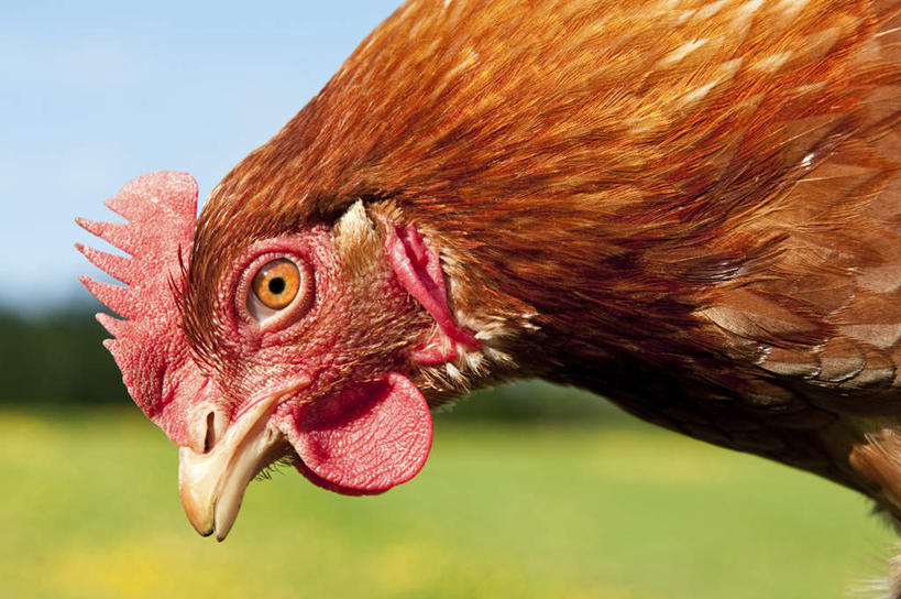 脸,头,脸颊,无人,农场,横图,室外,特写,白天,正面,畜牧业,牧场,草地,草坪,植物,鸡,朦胧,模糊,锐利,鸡冠,家禽,草,树,树木,一只,红色,蓝色,绿色,蓝天,天空,自然,动物,天,牲畜,生长,晴朗,成长,锋利,尖锐,尖利,喙,畜牧,万里无云,牧业,犀利,厉害,头部,脸部,脸蛋,面部,晴空,晴空万里,半身,彩图