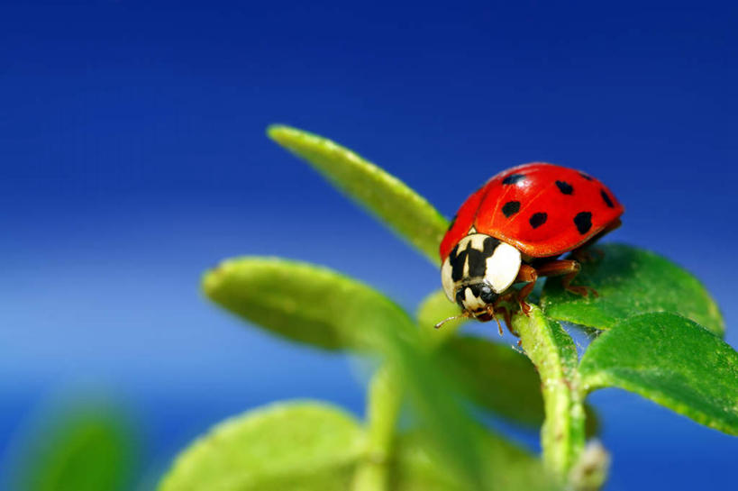无人,横图,俯视,室外,特写,白天,旅游,度假,美景,瓢虫,叶子,阴影,朦胧,模糊,光线,昆虫,影子,斑点,景观,绿叶,娱乐,一只,红色,蓝色,蓝天,天空,阳光,自然,动物,天,享受,休闲,嫩叶,景色,放松,栖息,晴朗,自然风光,益虫,万里无云,栖身,叶,叶片,晴空,晴空万里,七星瓢虫,花大姐,彩图,高角度拍摄,全身