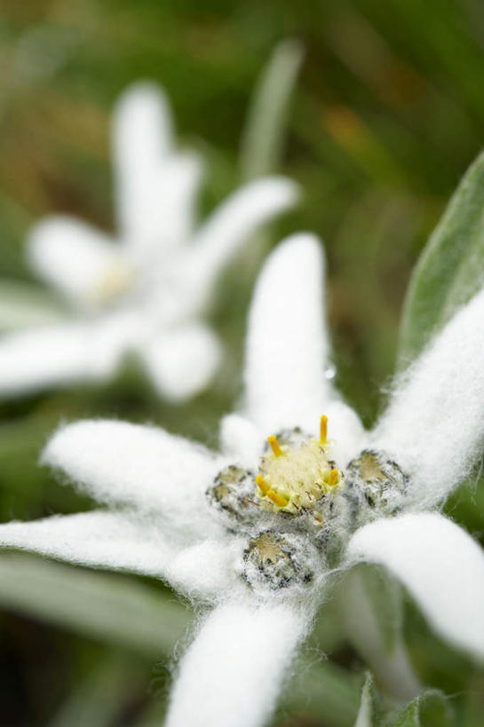 无人,竖图,俯视,室外,特写,白天,旅游,度假,友谊,美景,植物,阴影,朦胧,模糊,盛开,光线,影子,景观,花蕾,娱乐,花,花瓣,花朵,鲜花,两朵,绿色,白色,阳光,自然,花苞,花蕊,享受,休闲,景色,放松,生长,成长,卫生,自然风光,荣誉,纯真,勇敢,洁净,光明,火绒草,雪绒花,薄雪草,老头草,恬静,中间色,朴素,清白,彩图,高角度拍摄