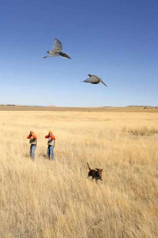 西方人,两个人,站,举,竖图,俯视,室外,白天,旅游,度假,竞争,美景,植物,宠物,狗,鸟,欧洲,欧洲人,对抗,飞翔,伸展,握,张开,展翅,阴影,服装,枯萎,冲突,飞行,光线,斑鸠,翅膀,鸟类,枪,影子,景观,枯草,地面,两把,翱翔,拿,拿着,注视,休闲装,破坏,娱乐,飞舞,草,一只,衣服,黄色,蓝色,蓝天,天空,阳光,自然,动物,天,观察,看,托,站着,两只,享受,休闲,休闲服,武器,景色,放松,可爱,战争,握着,服饰,晴朗,观看,损坏,察看,攻击,威胁,对立,关注,矛盾,自然风光,兵器,防御,张开翅膀,忠诚,万里无云,敌对,挫败,斗争,抗拒,抗衡,杀伤,威慑,遨游,漫游,欧斑鸠,猎人,展开翅膀,危险,男人,男性,年轻男性,白种人,晴空,晴空万里,犬,举起,举手,举着,向上举,向上伸,向上托,站立,彩图,高角度拍摄,全身