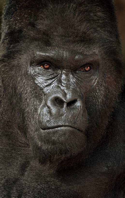 脸,头,脸颊,无人,站,竖图,室外,特写,白天,正面,旅游,度假,美景,猩猩,景观,注视,娱乐,一只,自然,观察,看,站着,享受,休闲,景色,放松,观看,察看,关注,自然风光,大猩猩,金刚猩猩,西部大猩猩,西部低地大猩猩,头部,脸部,脸蛋,面部,站立,半身,彩图