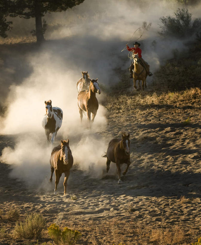 西方人,一个人,坐,竖图,俯视,室外,白天,旅游,度假,美景,沙漠,马,野生动物,欧洲,美国,欧洲人,仅一个男性,仅一个人,仅一个中年男性,奔驰,放牧,阴影,服装,光线,沙子,影子,景观,尘埃,注视,休闲装,娱乐,五匹,骑,衣服,阳光,自然,动物,奔跑,观察,看,享受,休闲,休闲服,景色,放松,运输,服饰,牲畜,观看,灰尘,尘土,察看,北美,北美洲,关注,自然风光,美洲,北亚美利加洲,亚美利加洲,男人,男性,中年男性,白种人,大漠,砂漠,坐着,彩图,高角度拍摄,全身