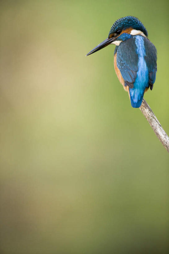 无人,站,竖图,室外,白天,正面,植物,翠鸟,鸟,羽毛,阴影,朦胧,模糊,轻盈,柔软,光线,鸟类,影子,枝条,注视,树,树木,树枝,一只,蓝色,绿色,黑色,观察,看,站着,栖息,观看,察看,关注,喙,轻柔,虬枝,枝杈,栖身,鱼虎,鱼狗,大翠鸟,站立,彩图,全身