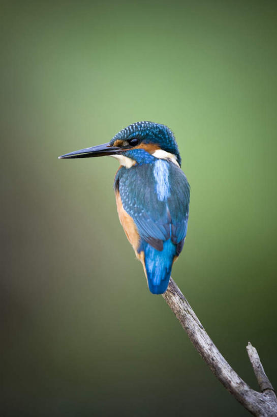 无人,站,竖图,室外,白天,正面,植物,翠鸟,鸟,羽毛,阴影,朦胧,模糊,轻盈,柔软,光线,鸟类,影子,枝条,注视,树,树木,树枝,一只,蓝色,绿色,黑色,观察,看,站着,栖息,观看,察看,关注,喙,轻柔,虬枝,枝杈,栖身,鱼虎,鱼狗,大翠鸟,站立,彩图,全身