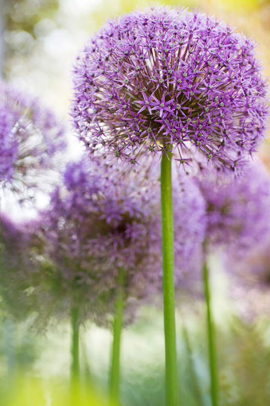 无人,竖图,室外,特写,白天,正面,旅游,度假,美景,蔬菜,朦胧,模糊,新鲜,盛开,景观,葱,青葱,食品,茎,葱花,花蕾,娱乐,花,花瓣,花朵,鲜花,食物,自然,花苞,花蕊,享受,休闲,景色,放松,有机食品,绿色食品,自然风光,彩图