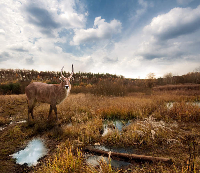 无人,站,横图,室外,白天,侧面,旅游,度假,美景,植物,哺乳动物,野生动物,羊,非洲,肯尼亚,阴影,波纹,枯萎,光线,羚羊,影子,池塘,景观,水池,云,云朵,枯草,涟漪,云彩,注视,娱乐,草,树,树木,一只,黄色,蓝色,绿色,白云,倒影,蓝天,水纹,天空,阳光,自然,动物,波浪,天,观察,看,站着,享受,休闲,景色,放松,可爱,活泼,生长,晴朗,成长,观看,察看,倒映,关注,自然风光,角马,牛羚,水晕,阿非利加洲,金毛扭角羚,羚牛,扭角羚,肯尼亚共和国,反照,晴空,站立,彩图,全身