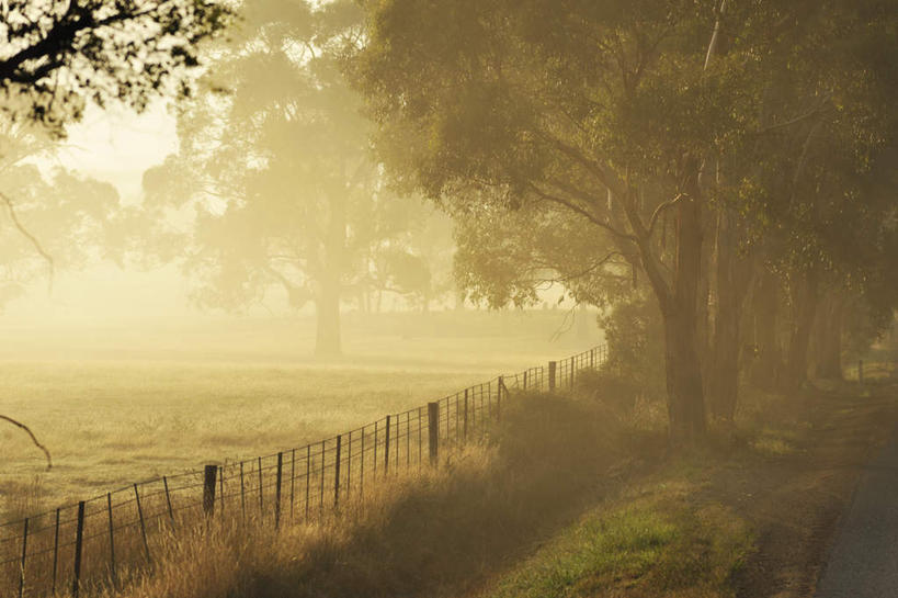 无人,栏杆,横图,室外,白天,正面,旅游,度假,草地,草坪,美景,树林,植物,雾,道路,路,公路,澳大利亚,一排,阴影,朦胧,模糊,整齐,光线,影子,栅栏,景观,篱笆,围栏,交通,娱乐,护栏,草,树,树木,排列,绿色,阳光,自然,享受,休闲,景色,放松,生长,成长,迷雾,队列,自然风光,大洋洲,塔斯马尼亚,澳洲,南方大陆,澳大利亚联邦,塔斯马尼亚州,大雾,马路,彩图