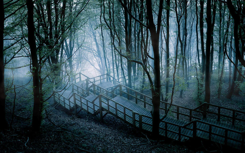 无人,栏杆,横图,俯视,室外,白天,旅游,度假,美景,森林,树林,植物,丹麦,欧洲,木板,景观,围栏,桥,木桥,娱乐,护栏,栈桥,树,树木,绿色,自然,享受,休闲,景色,放松,生长,成长,人行桥,木板桥,自然风光,北欧,丹麦王国,彩图,高角度拍摄