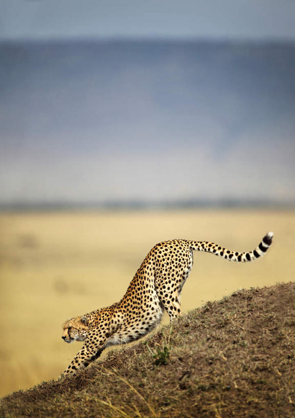 无人,伸展双臂,竖图,室外,白天,侧面,美景,豹子,野生动物,非洲,肯尼亚,伸展,阴影,朦胧,模糊,光线,影子,景观,注视,伸懒腰,一只,阳光,自然,动物,观察,看,趴着,景色,放松,观看,察看,关注,自然风光,金钱豹,印度豹,惬意,凶猛,警惕,懒腰,阿非利加洲,文豹,肯尼亚共和国,戒备,警觉,警悟,警醒,残暴,凶残,猎豹,花豹,豹,敞开双臂,趴,伸开双臂,展开双肩,张开手臂,张开双臂,彩图,全身,慵懒