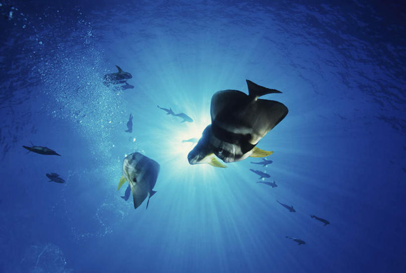 海鲜,无人,横图,室外,白天,仰视,旅游,度假,海底,水下,美景,鱼,景观,水底,娱乐,水产,鱼类,海洋生物,自然,享受,休闲,景色,放松,海底世界,蝙蝠鱼,自然风光,水生动物,海产品,水生物,海底动物,海床,彩图,低角度拍摄