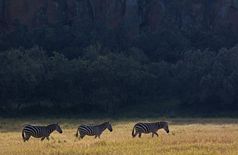 无人,公园,动物园,走,横图,室外,白天,侧面,草地,草坪,美景,植物,斑马,马,野生动物,非洲,肯尼亚,三只,阴影,光线,影子,景观,草,树,树木,绿色,阳光,自然,动物,景色,可爱,牲畜,活泼,生长,成长,国家公园,自然风光,野生动物园,阿非利加洲,肯尼亚共和国,地狱门国家公园,步行,散步,走路,彩图,全身