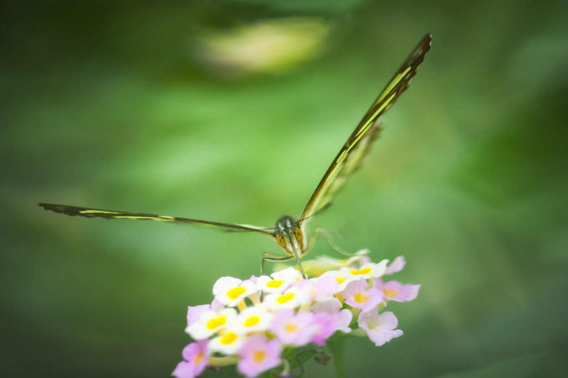 无人,横图,室外,特写,白天,正面,微距,美景,蝴蝶,朦胧,模糊,盛开,昆虫,景观,花蕾,花,花瓣,花朵,鲜花,一只,绿色,白色,自然,动物,花苞,花蕊,景色,自然风光,益虫,臭金凤,臭冷风,大红绣球,红花刺,昏花,马缨丹,毛神花,婆姐花,七变花,如意花,杀虫花,山大丹,珊瑚球,天兰草,五彩花,五雷箭,五色梅,野眼菜,逐蝇梅,彩图,微距摄影