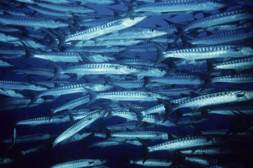 海鲜,无人,横图,室外,白天,正面,海浪,海洋,鱼,浪花,拥堵,拥挤,水产,鱼类,海洋生物,蓝色,灰色,海水,明亮,水生动物,海产品,水生物,海景,海底动物,大海,风浪,海,海水的波动,近岸浪,涌浪,彩图