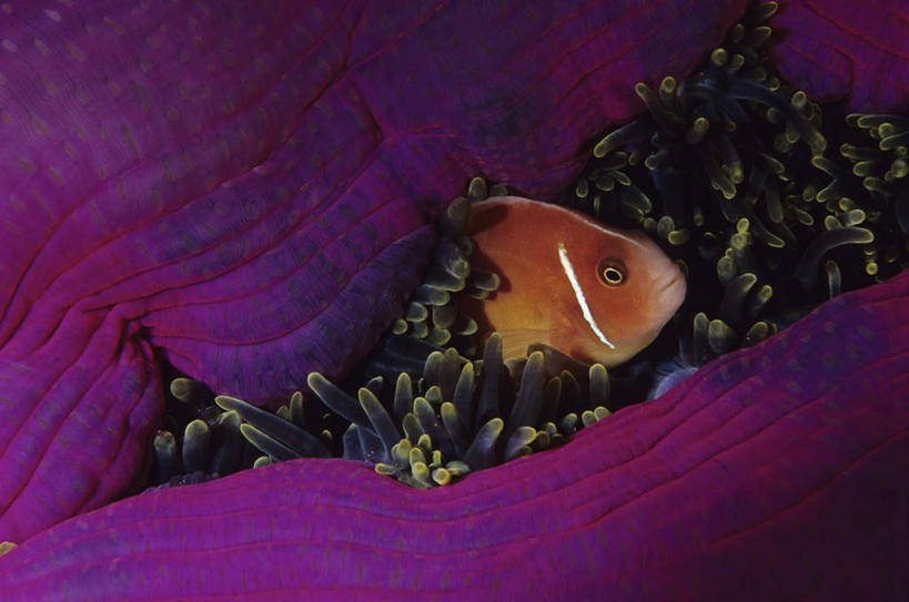 无人,横图,俯视,室外,白天,美景,植物,一条,鱼,珊瑚,景观,注视,小丑鱼,鱼类,绿色,自然,观察,看,橙色,景色,遮掩,生长,成长,观看,察看,关注,自然风光,海葵鱼,警惕,遮蔽,掩蔽,掩藏,三带双锯鱼,双锯鱼,戒备,警觉,警悟,警醒,半身,彩图,高角度拍摄