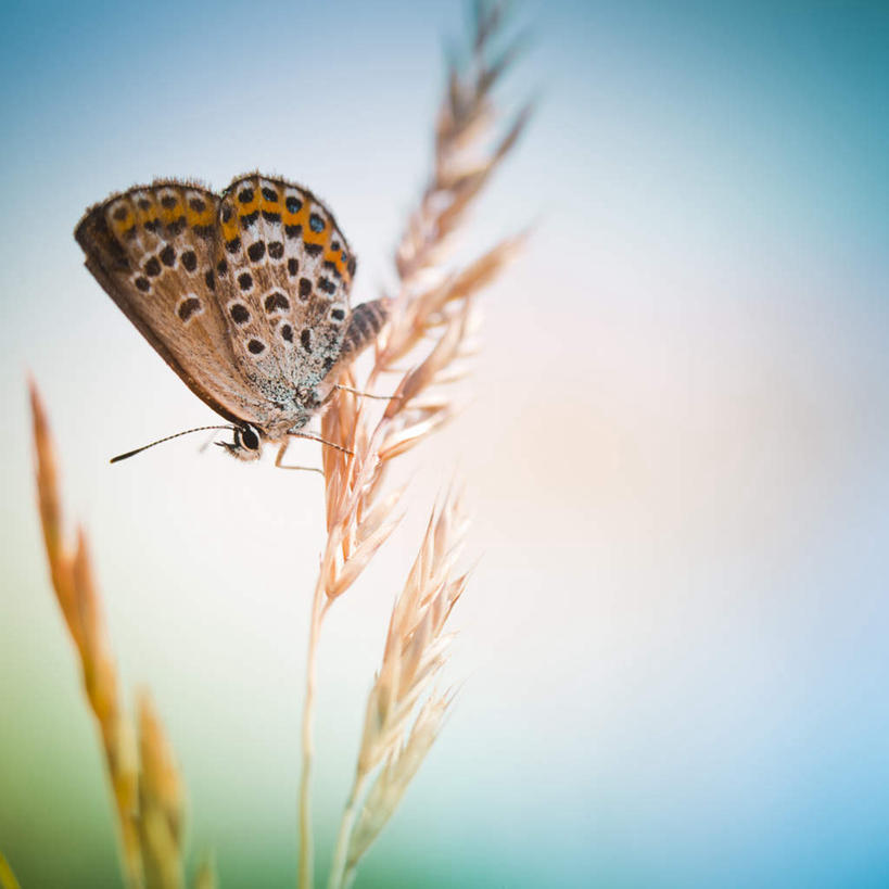 无人,方图,全景,室外,特写,白天,正面,农作物,小麦,美景,天际线,蝴蝶,阴影,朦胧,模糊,光线,昆虫,影子,景观,谷物,一只,黄色,天空,阳光,自然,动物,天,稻谷,稻子,景色,栖息,麦子,自然风光,益虫,栖身,彩图,全身