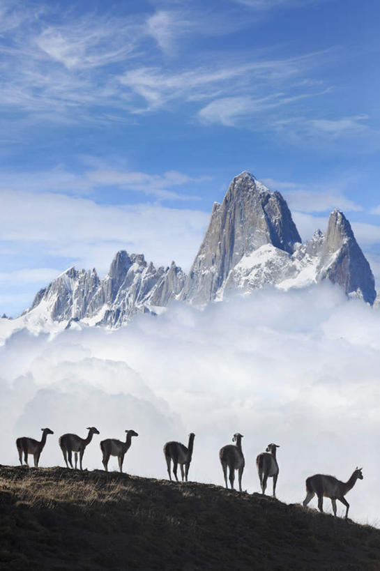 无人,走,竖图,室外,白天,正面,旅游,度假,美景,山,雪,雪山,大雪,野生动物,许多,冰,积雪,景观,山峰,雪景,冬季,冬天,山峦,很多,娱乐,自然,动物,享受,休闲,景色,南美,放松,寒冷,可爱,活泼,冰冷,南美洲,拉丁美洲,自然风光,羊驼,美洲,亚美利加洲,严寒,南亚美利加洲,冰凉,酷寒,凛冽,凛凛,极冷,驼羊,巴塔哥尼亚高原,巴塔哥尼亚,步行,散步,走路,彩图,全身